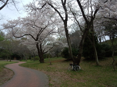 三ツ池 桜