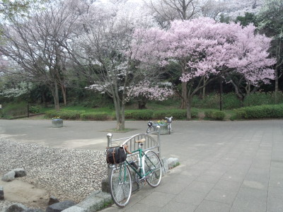 三ツ池 桜