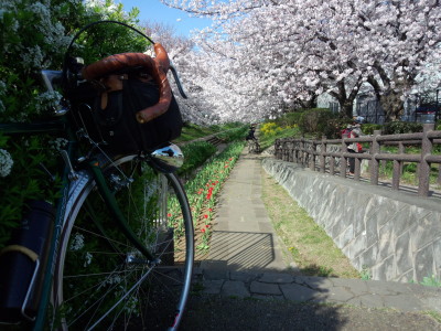 鶴見川 桜