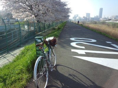 鶴見川 桜