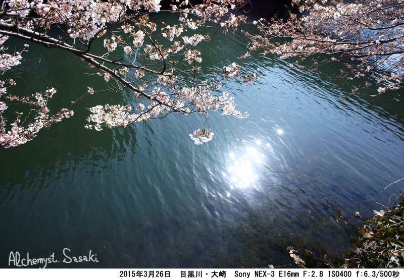 大崎の桜DSC08787