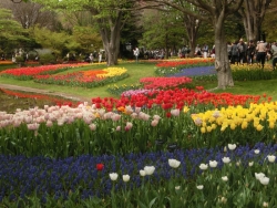 昭和記念公園 2015.4.16