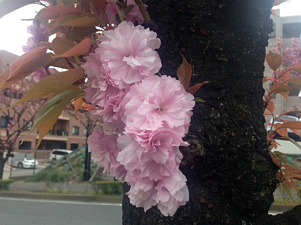 09桜