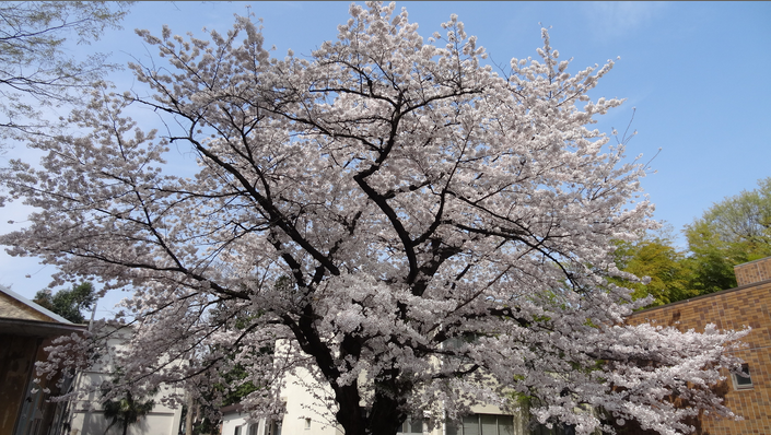 2014先端研の桜2