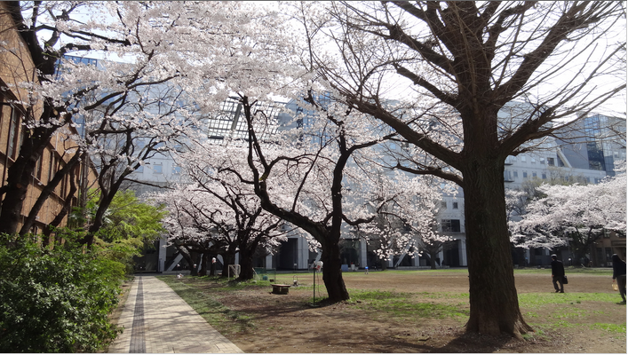 2014先端研の桜3