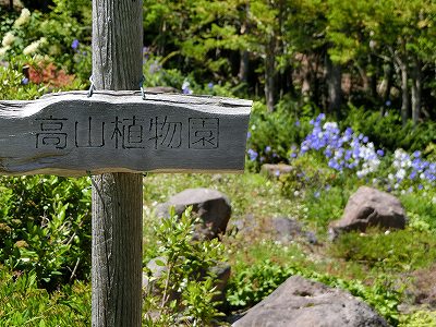 知床高山植物園