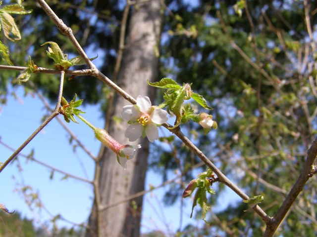 桜１0424