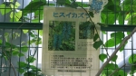 熱帯植物1