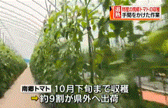 福島のトマトの収穫開始を報じるFCT