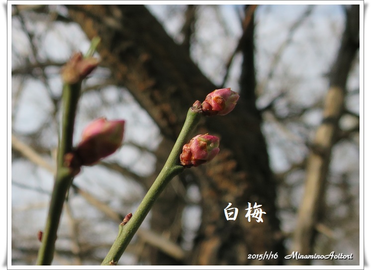 白梅2015-01-16梅・高宮中前 (48)