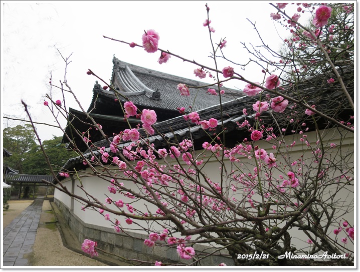 ピンク梅と白壁2015-02-21梅林寺・水天宮 (45)