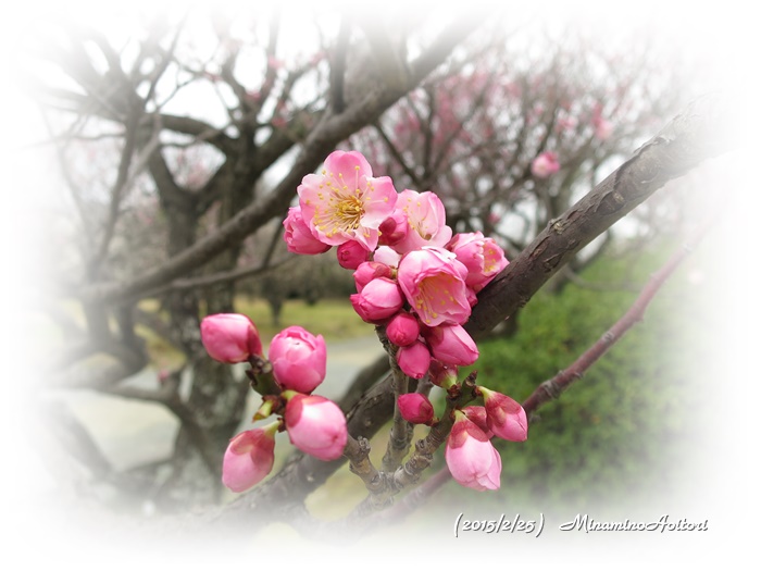 濃いピンク2015-02-25福岡城跡の梅 (296)