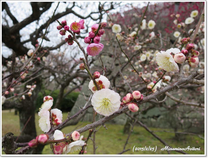 白梅2015-02-25福岡城跡の梅 (282)