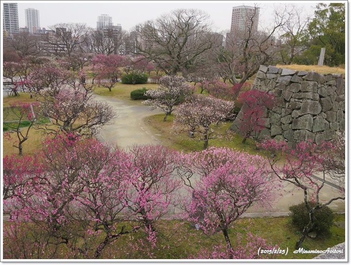 上から右方向2015-02-25福岡城跡の梅 (141)