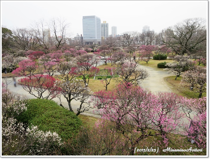 上から中央2015-02-25福岡城跡の梅 (139)