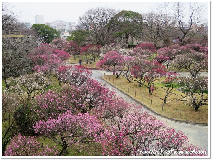 上からドーム方向2015-02-25福岡城跡の梅 (136)
