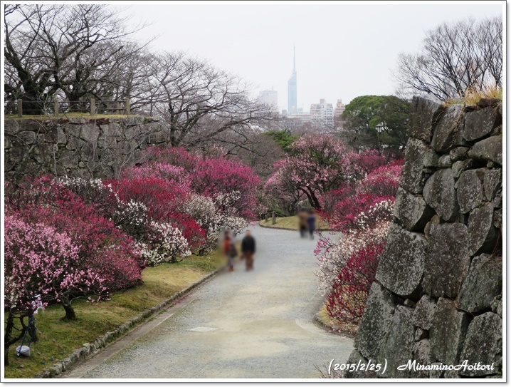 先に福岡タワー2015-02-25福岡城跡の梅 (119)