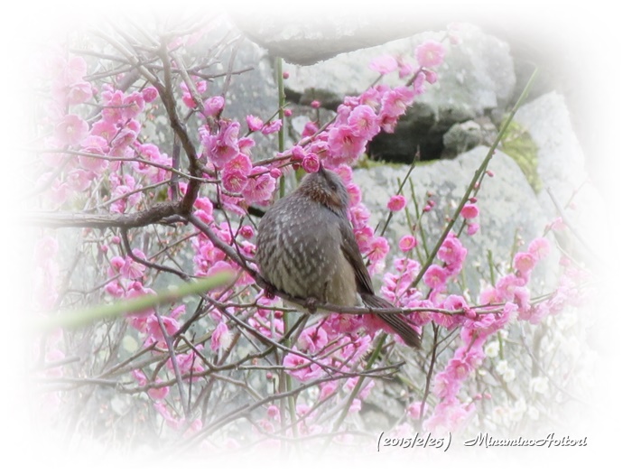 ピンク梅と小鳥～１～2015-02-25福岡城跡の梅 (96)