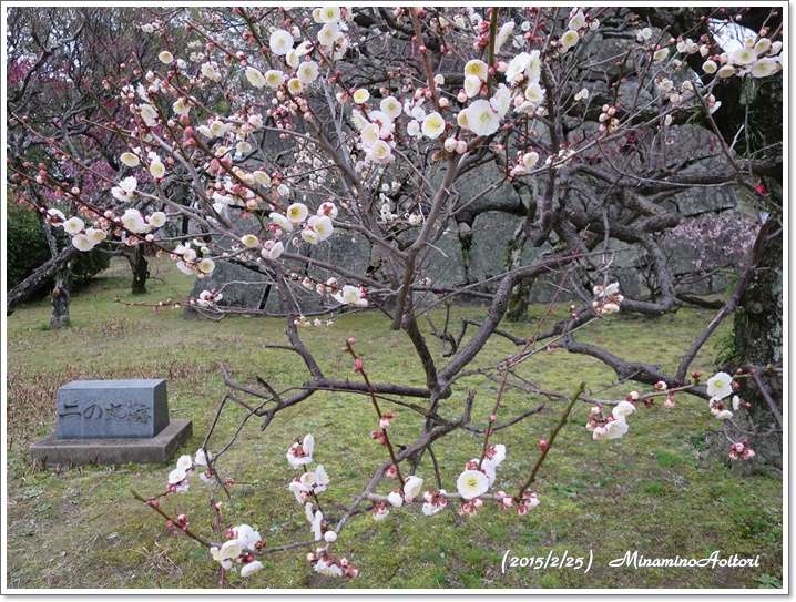 二の丸跡の白梅2015-02-25福岡城跡の梅 (66)