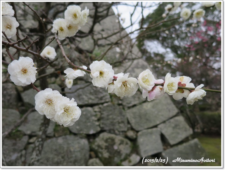 白梅と石垣2015-02-25福岡城跡の梅 (35)