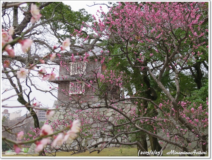 祈念櫓と梅2015-02-25福岡城跡の梅 (304)