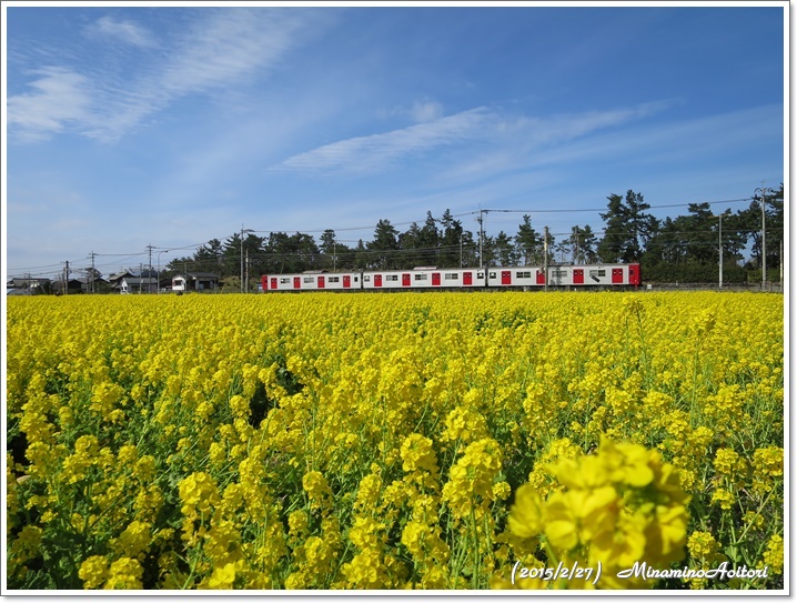 電車(菜の花)2015-02-27福ふくの里(菜の花) (321)