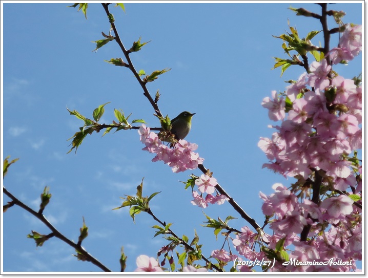 河津桜とメジロ2015-02-27福ふくの里(菜の花) (188)
