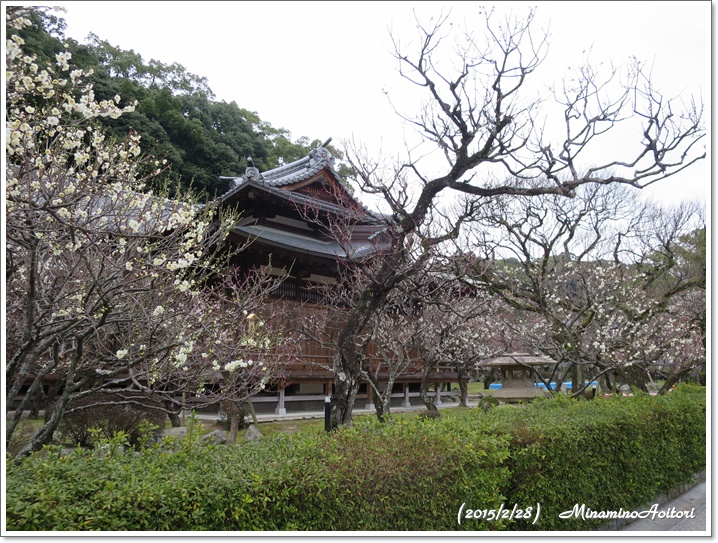 曲水の庭2015-02-28太宰府(梅) (206)