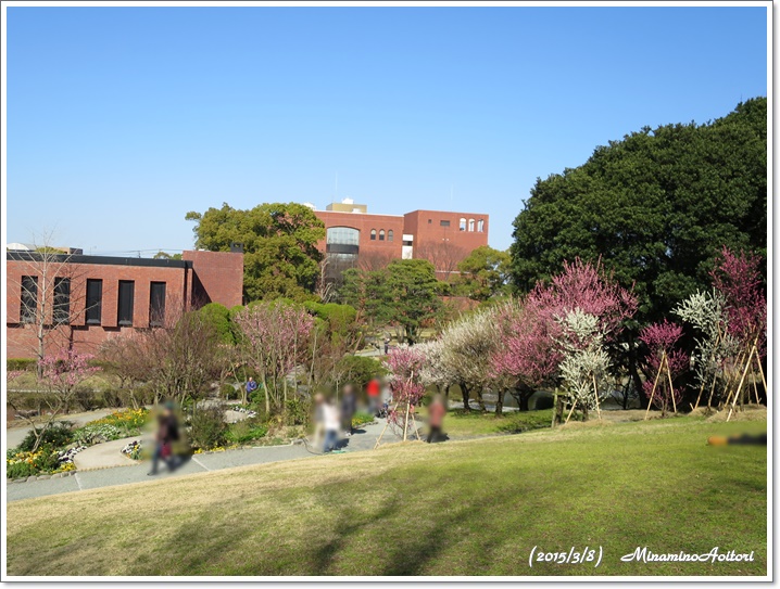 芝生の向こうに梅並木2015-03-08石橋文化センター (149)