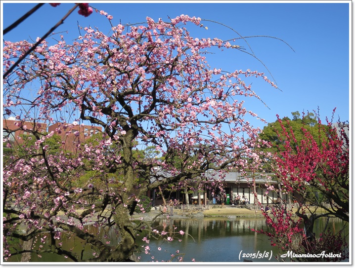 しだれ梅と池2015-03-08石橋文化センター (102)