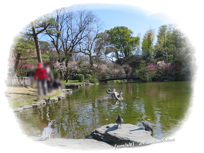 池の鳩2015-03-08石橋文化センター (16)