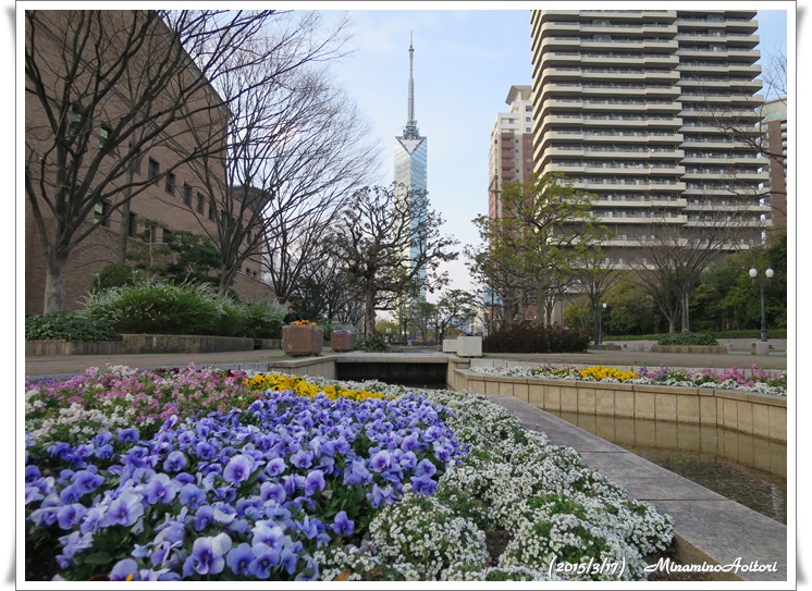 福岡タワーとパンジー2015-03-17百道浜 (137)