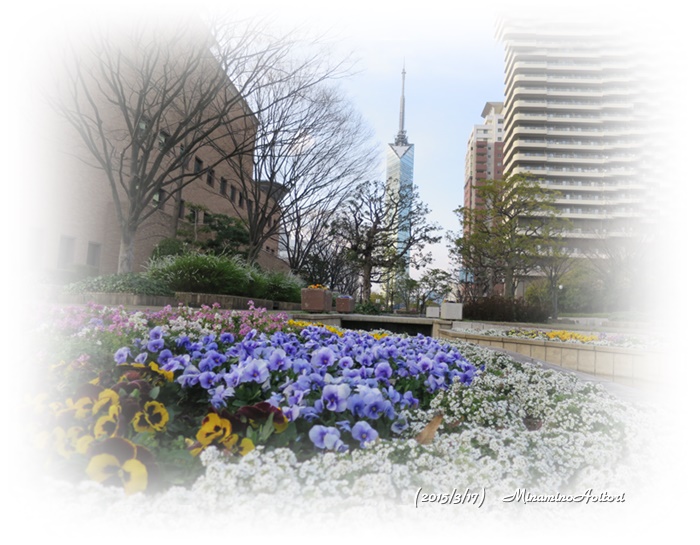 福岡タワーとパンジー2015-03-17百道浜 (138)
