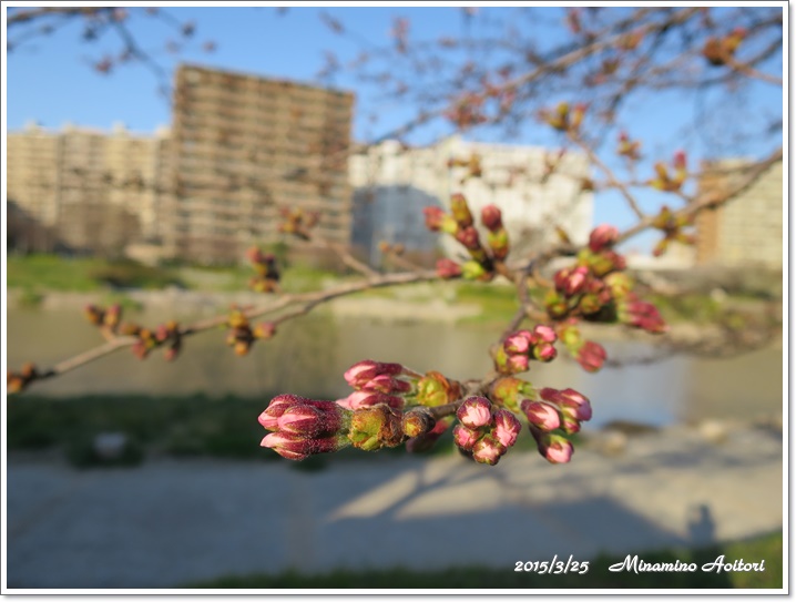 桜つぼみ2015-03-25那珂川水辺の散歩道 (87)