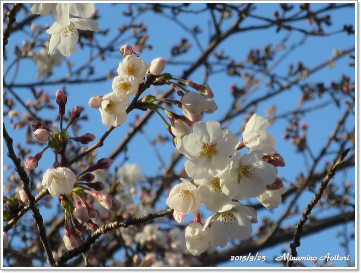 桜2015-03-25那珂川水辺の散歩道 (80)