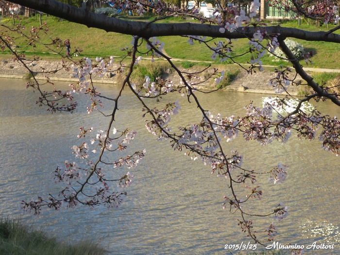 川と桜2015-03-25那珂川水辺の散歩道 (132)
