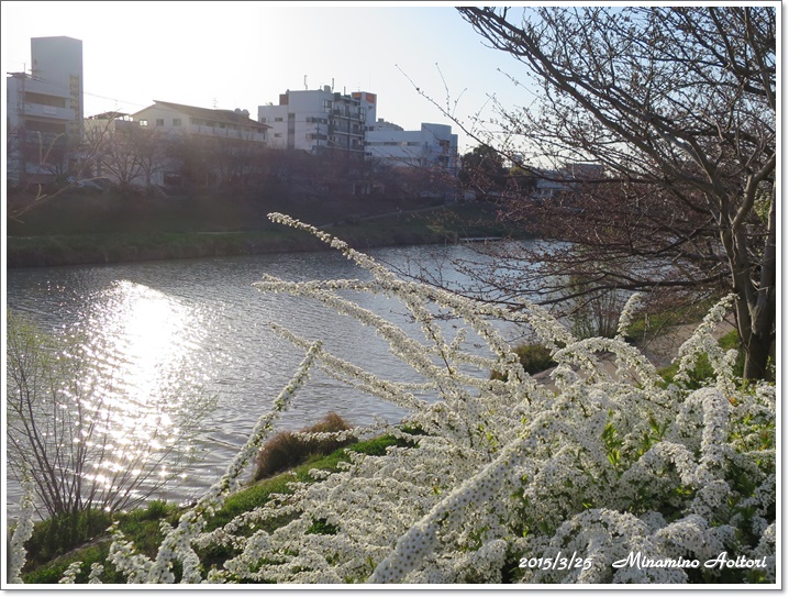 川とユキヤナギ2015-03-25那珂川水辺の散歩道 (179)