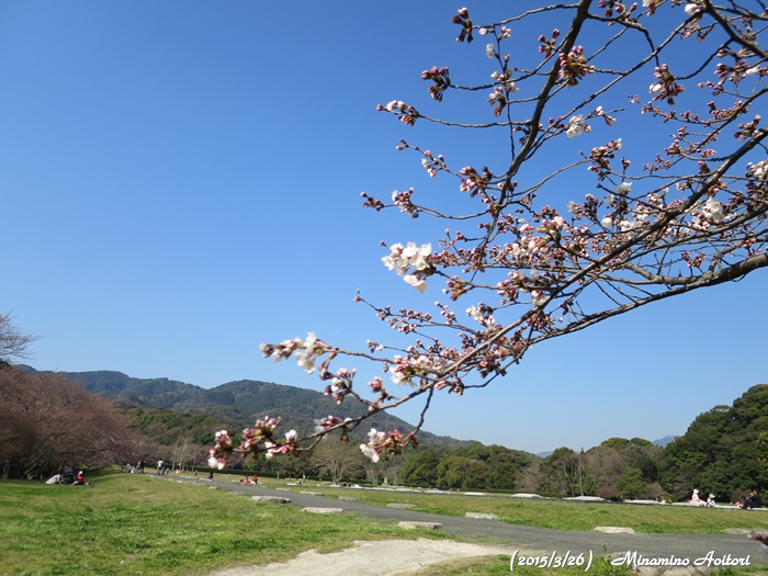 政庁跡の桜～２～2015-03-26太宰府(桜) (17)