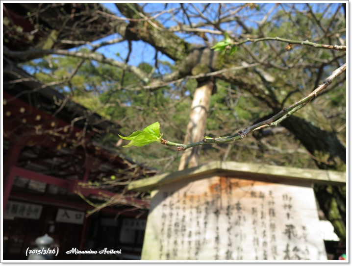 飛梅新芽2015-03-26太宰府(桜) (165)