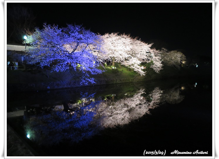 池に写る桜2015-03-29福岡タワー・福岡城跡(桜) (202)