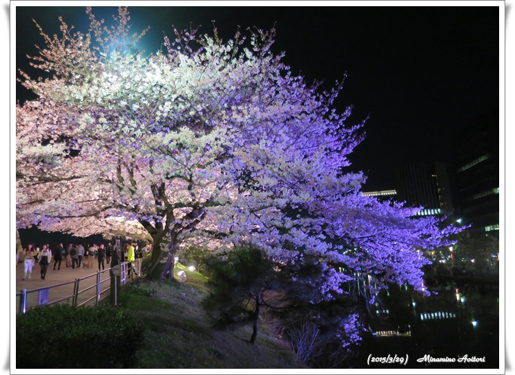 桜ライトアップ2015-03-29福岡タワー・福岡城跡(桜) (192)