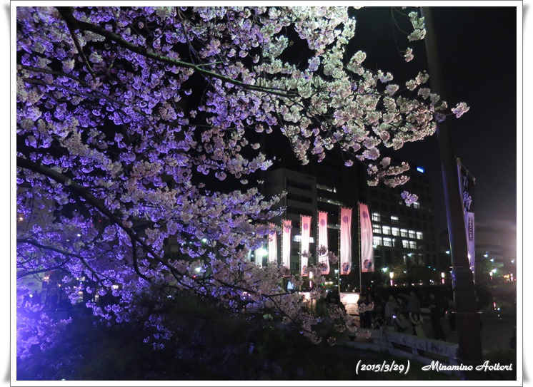 さくらまつりのぼりと桜2015-03-29福岡タワー・福岡城跡(桜) (188)