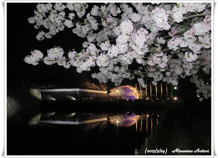 桜と池に写る全景2015-03-29福岡タワー・福岡城跡(桜) (220)
