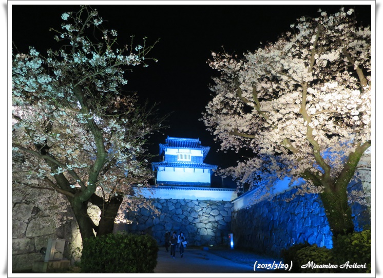 潮見櫓と桜2015-03-29福岡タワー・福岡城跡(桜) (83)