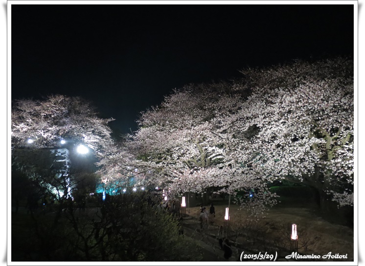 桜大木2015-03-29福岡タワー・福岡城跡(桜) (146)