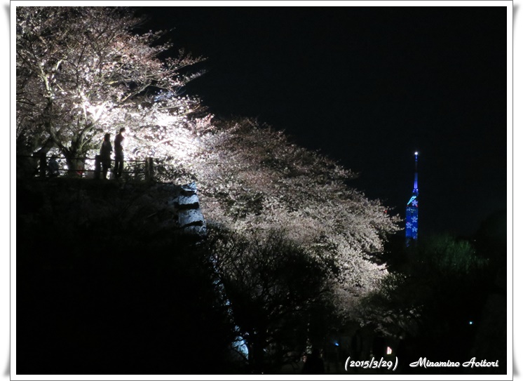 福岡タワーと石垣上の桜2015-03-29福岡タワー・福岡城跡(桜) (133)