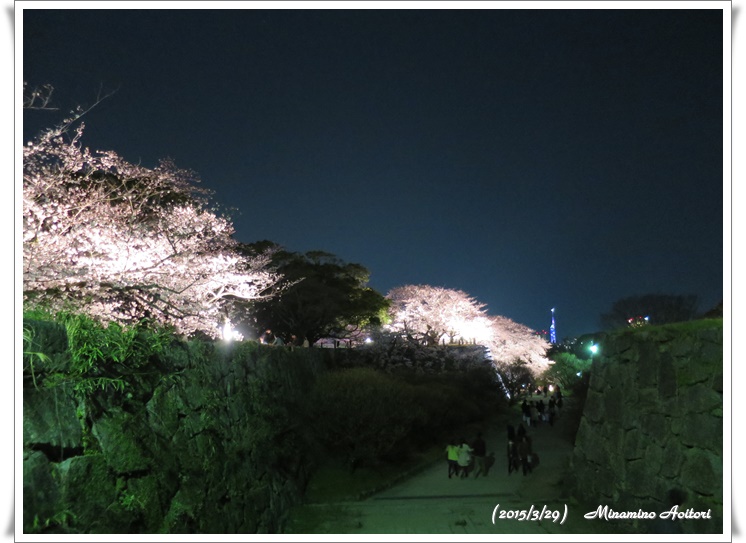 遠くに福岡タワー2015-03-29福岡タワー・福岡城跡(桜) (125)