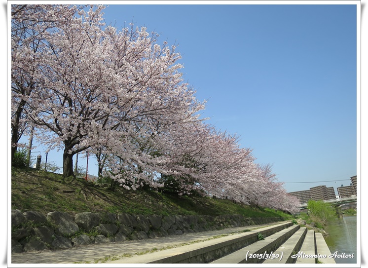 桜並木2015-02-30那珂川水辺の散歩道( 桜満開)(312)