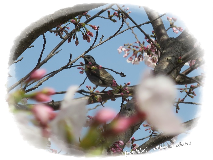 桜と鳥2015-02-30那珂川水辺の散歩道( 桜満開)(47)