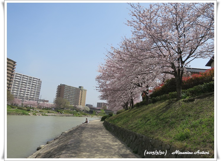 川と桜並木2015-02-30那珂川水辺の散歩道( 桜満開)(409)
